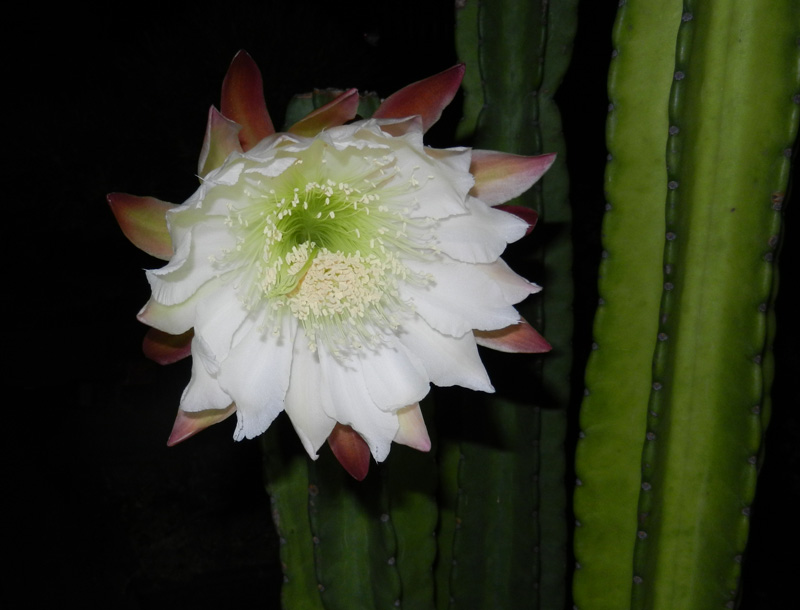 一夜限りのサボテンの花 らぽろぐ